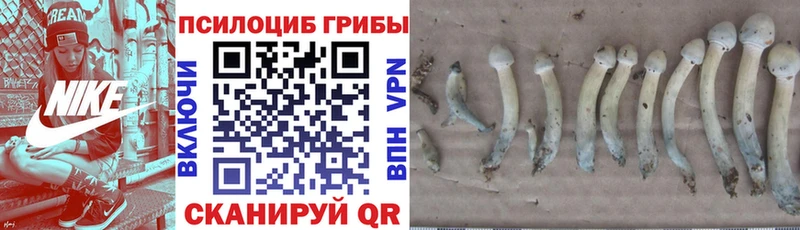 Галлюциногенные грибы Psilocybe  Клин 